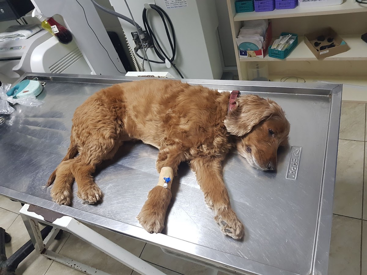 Adana Terapi Hayvan Hastanesi