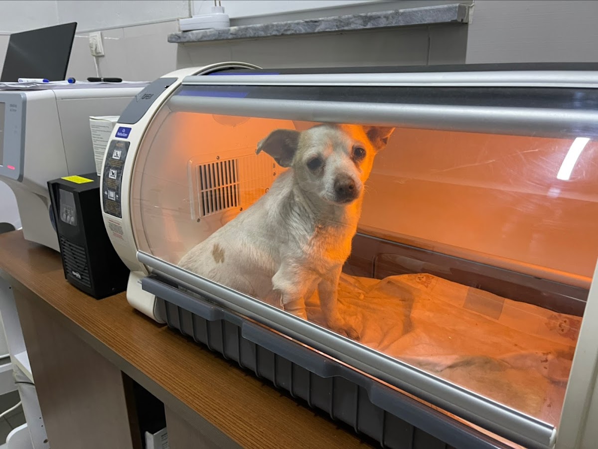 Ak-Vet Veteriner Kliniği